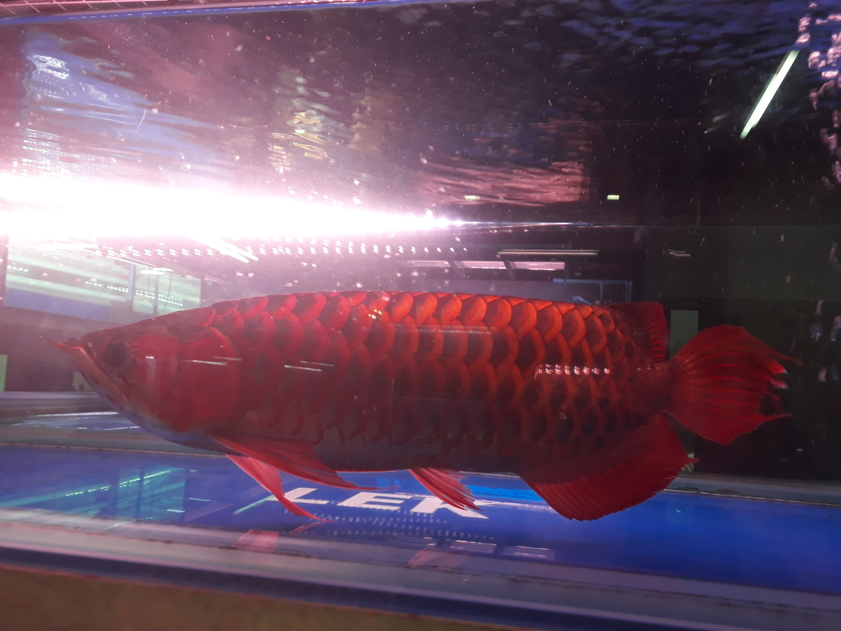 f:id:torauto1:20191110222607j:plain f:id:torauto1:20191110222607j:plain