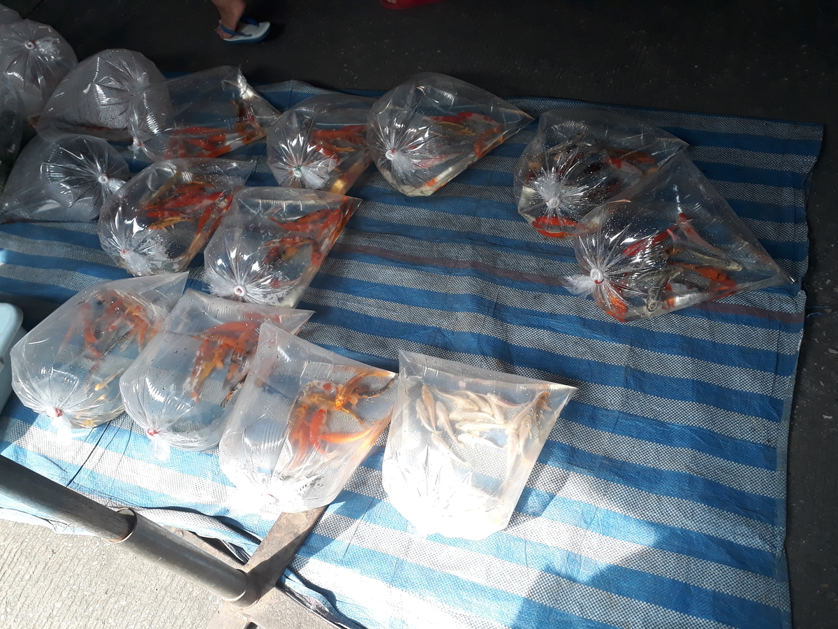 f:id:torauto1:20191110222651j:plain f:id:torauto1:20191110222651j:plain