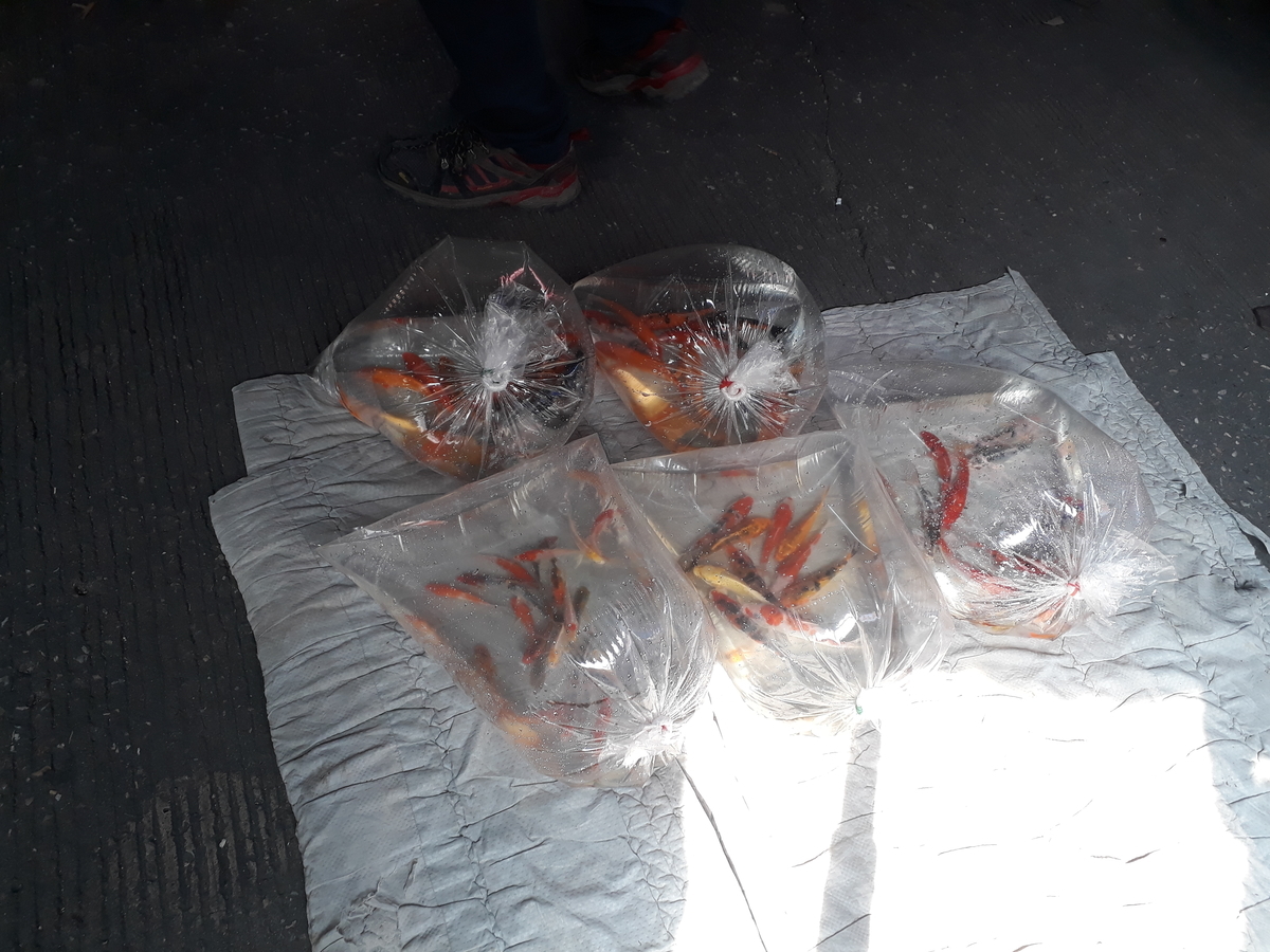 f:id:torauto1:20191110222739j:plain f:id:torauto1:20191110222739j:plain