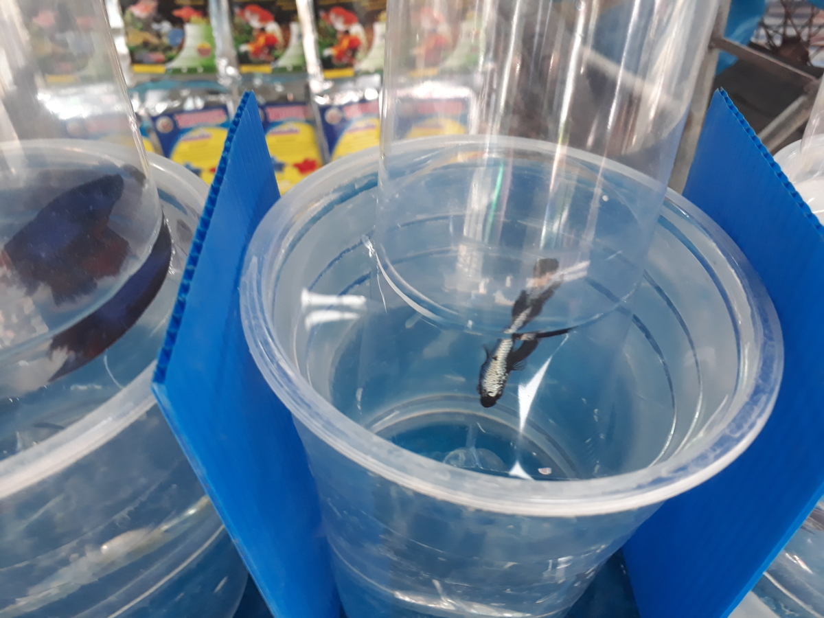 f:id:torauto1:20191110222807j:plain f:id:torauto1:20191110222807j:plain