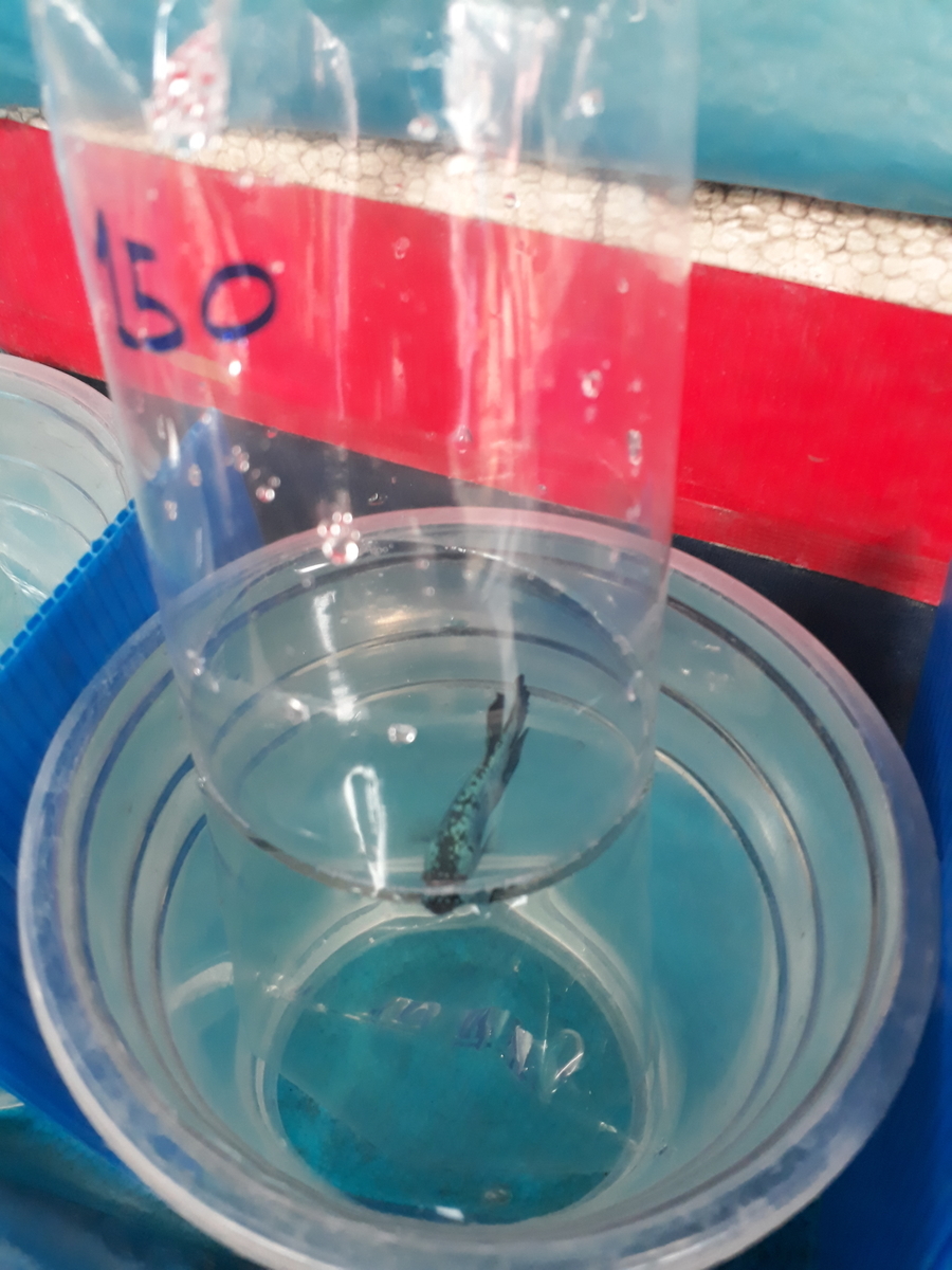 f:id:torauto1:20191110222839j:plain f:id:torauto1:20191110222839j:plain