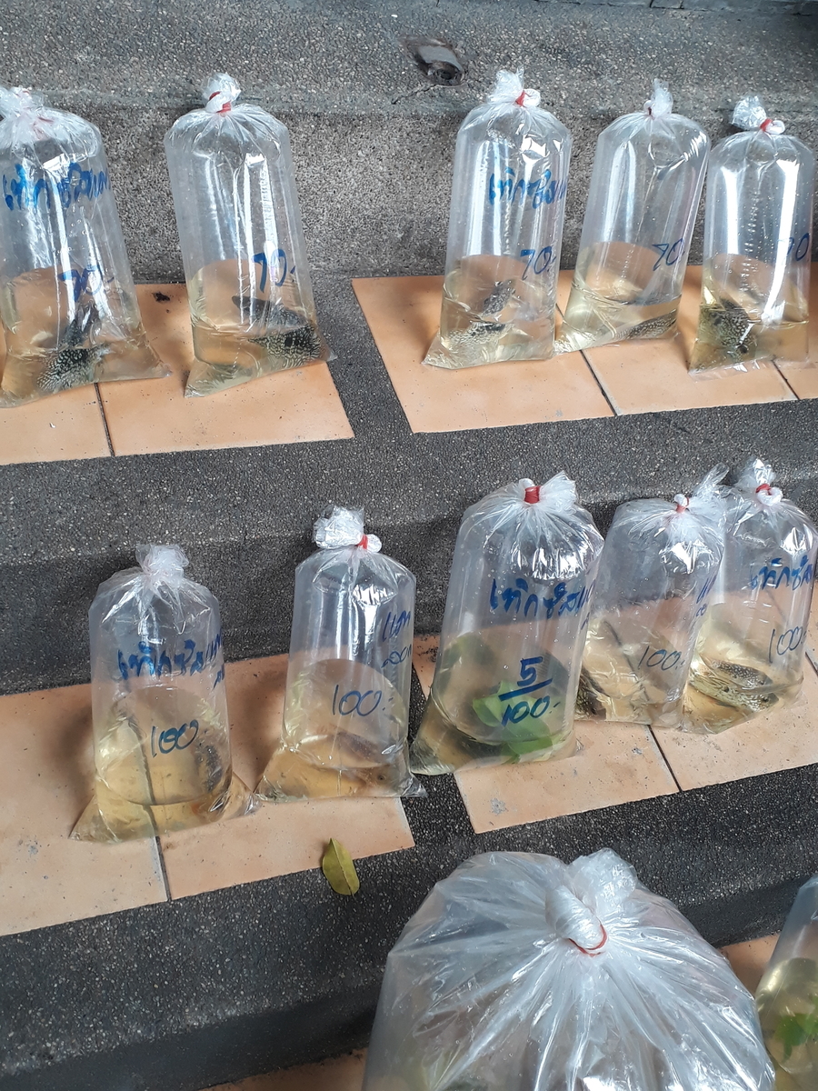 f:id:torauto1:20191110222935j:plain f:id:torauto1:20191110222935j:plain