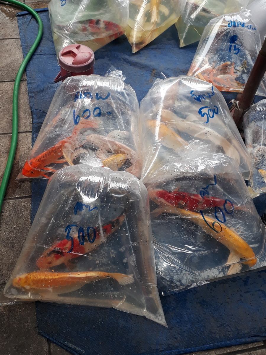 f:id:torauto1:20191110223025j:plain f:id:torauto1:20191110223025j:plain