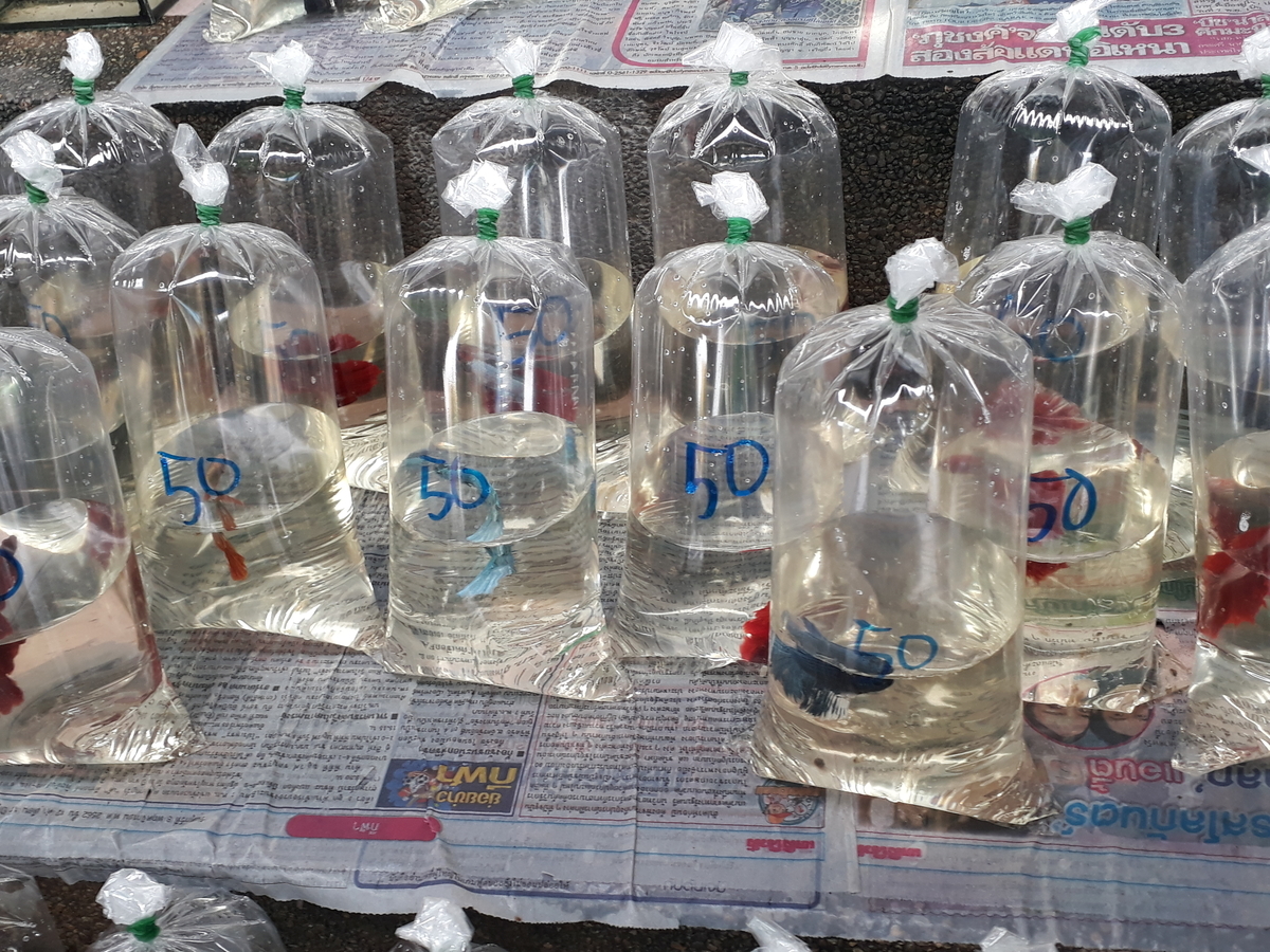 f:id:torauto1:20191110223237j:plain f:id:torauto1:20191110223237j:plain