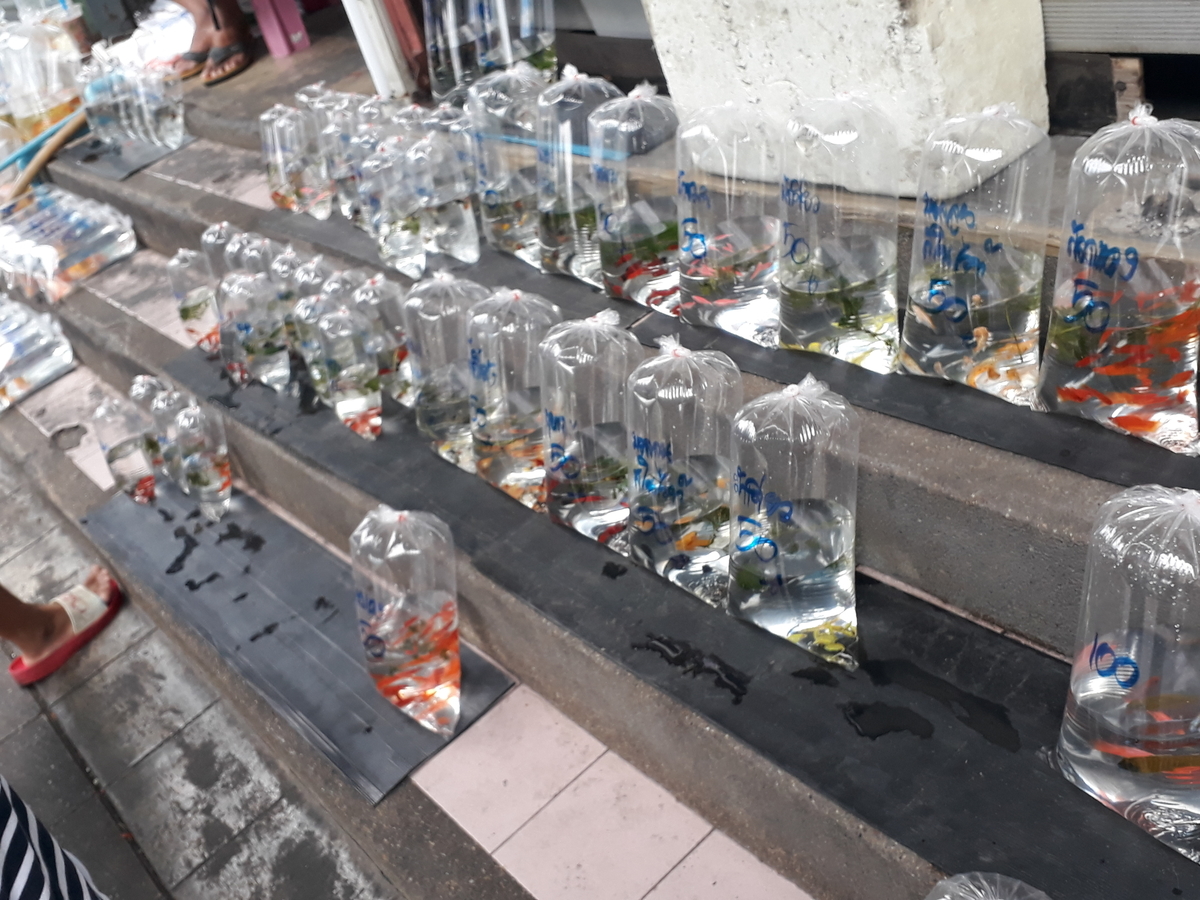 f:id:torauto1:20191110223301j:plain f:id:torauto1:20191110223301j:plain