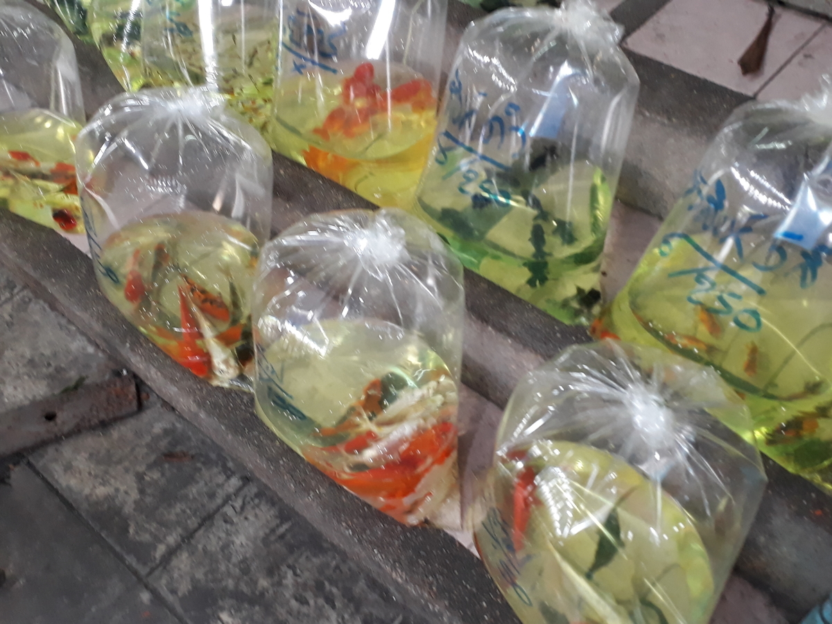 f:id:torauto1:20191110223522j:plain f:id:torauto1:20191110223522j:plain