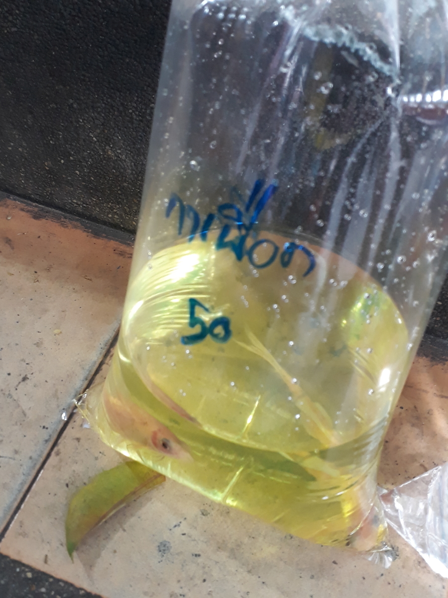 f:id:torauto1:20191110223621j:plain f:id:torauto1:20191110223621j:plain