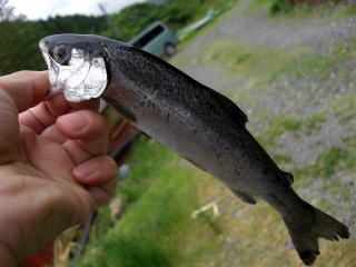 f:id:torauto1:20191112002626j:plain