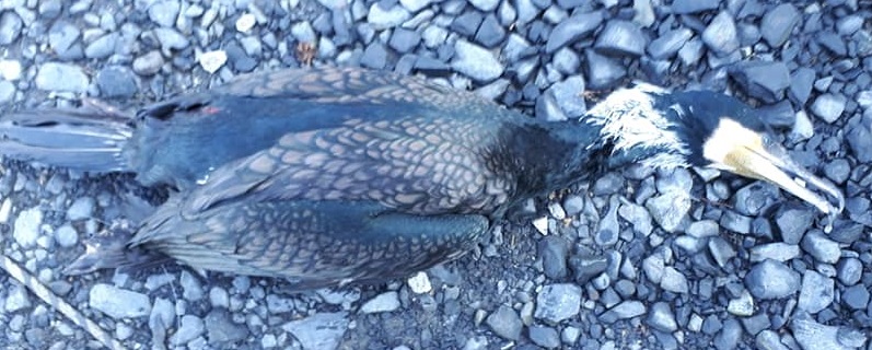 f:id:torauto1:20200416165300j:plain f:id:torauto1:20200416165300j:plain