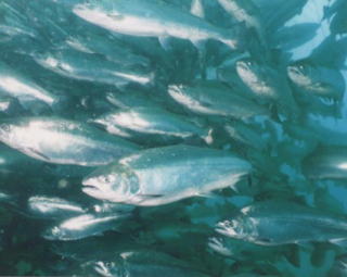 f:id:torauto1:20200428150329j:plain