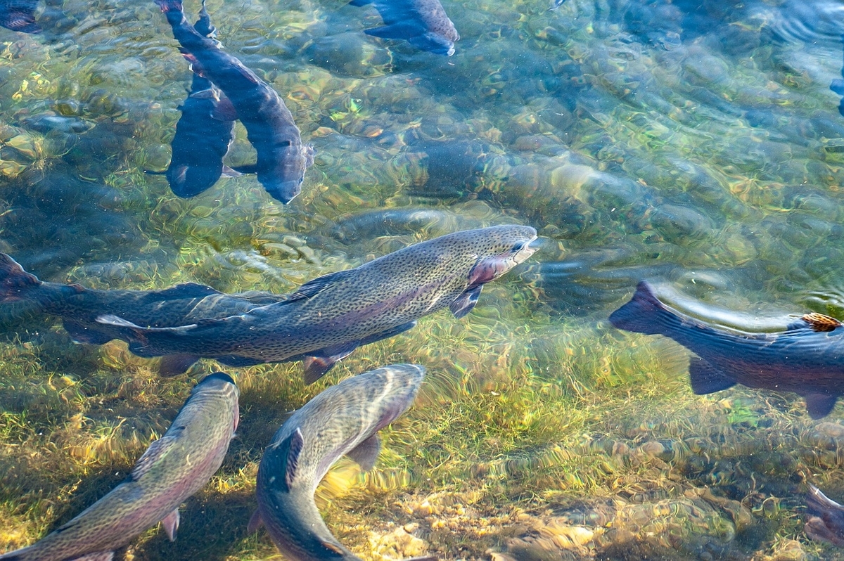 River.Seaトラウトブローチ（カラフトマス♂/ウッド製）【１点物】 River.Sea トラウトブローチ (カラフトマス)ウッド製【1点物