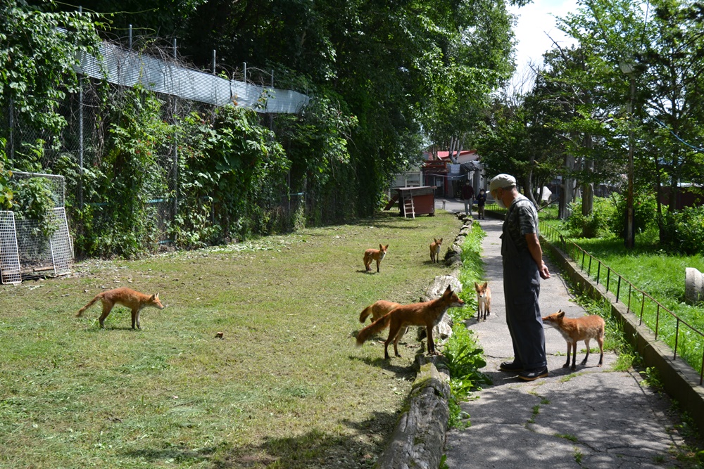 キタキツネとエゾタヌキが放し飼い「北きつね牧場(北見市留辺蘂町)」 - 都良(TORA)の北海道キャンプ場、温泉、道の駅、ホテル情報