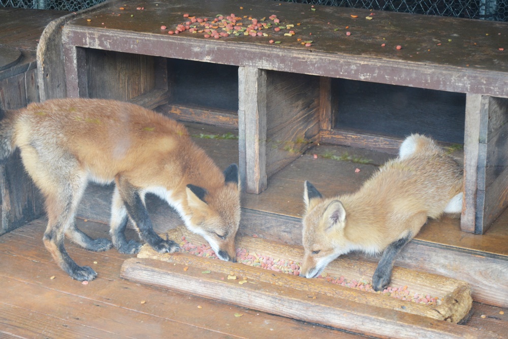 キタキツネとエゾタヌキが放し飼い「北きつね牧場(北見市留辺蘂町)」 - 都良(TORA)の北海道キャンプ場、温泉、道の駅、ホテル情報