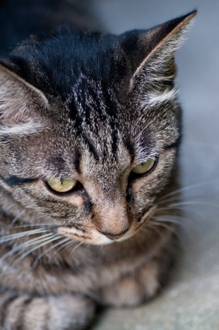 f:id:torazuka:20110819095826j:image