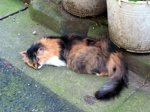 f:id:torazuka:20120903090325j:image f:id:torazuka:20120903090325j:image