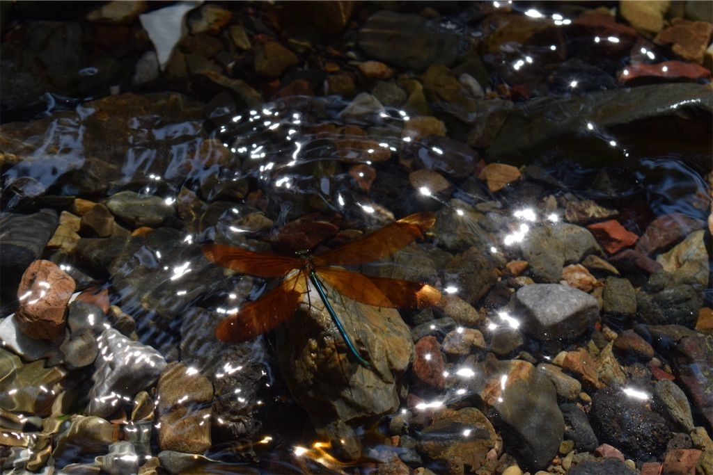 f:id:torch2:20200827232857j:image