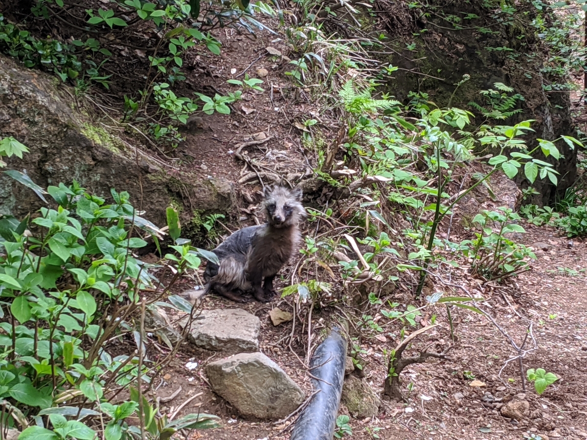 f:id:toremor:20200524222942j:plain f:id:toremor:20200524222942j:plain