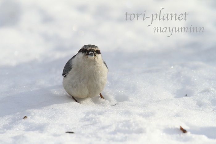 f:id:tori-planet:20140129144914j:plain