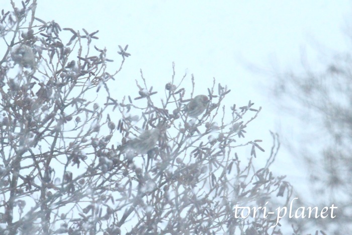 f:id:tori-planet:20140131161510j:plain