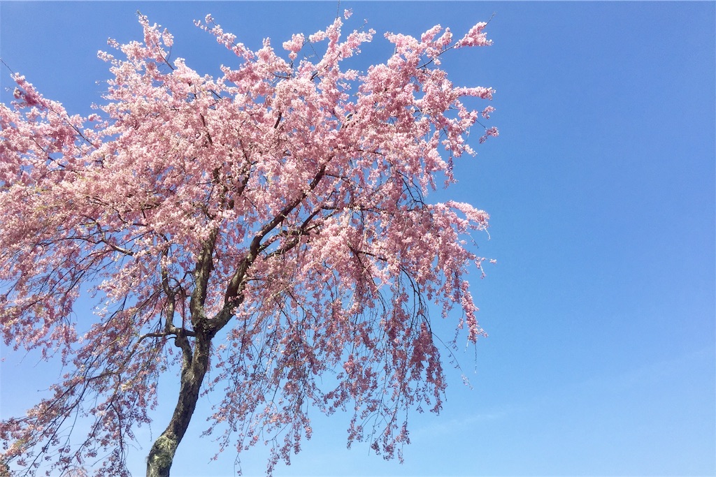 f:id:tori-planet:20180418194420j:plain f:id:tori-planet:20180418194420j:plain