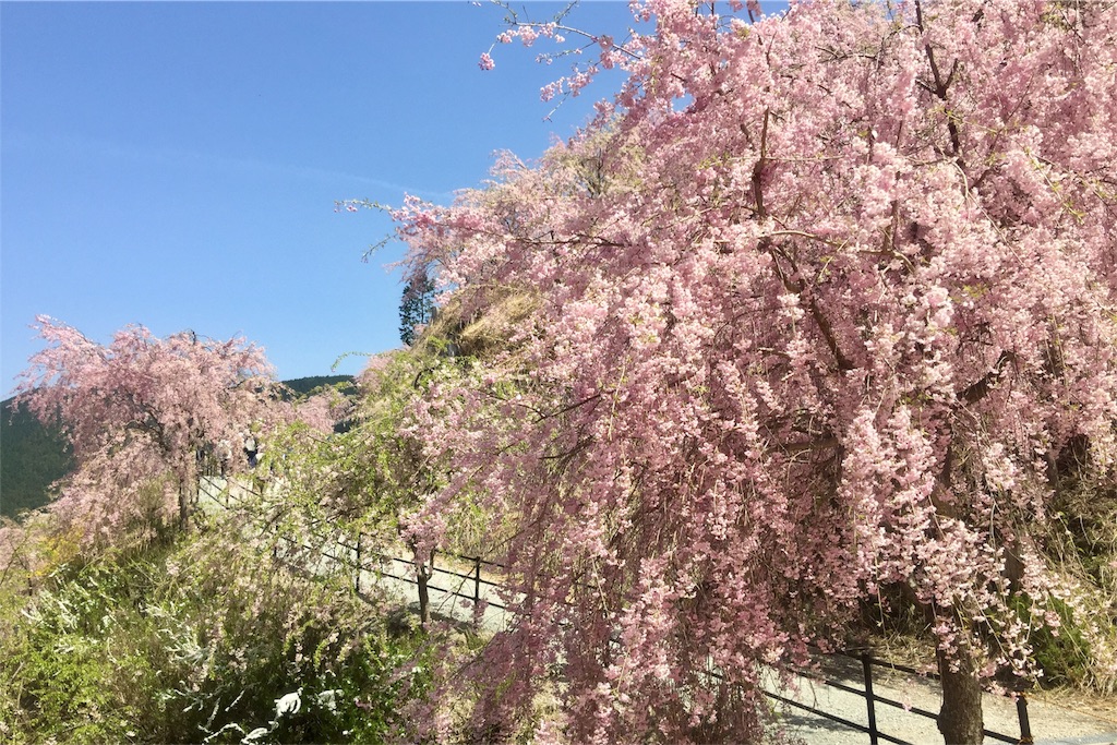 f:id:tori-planet:20180418194441j:image f:id:tori-planet:20180418194441j:image