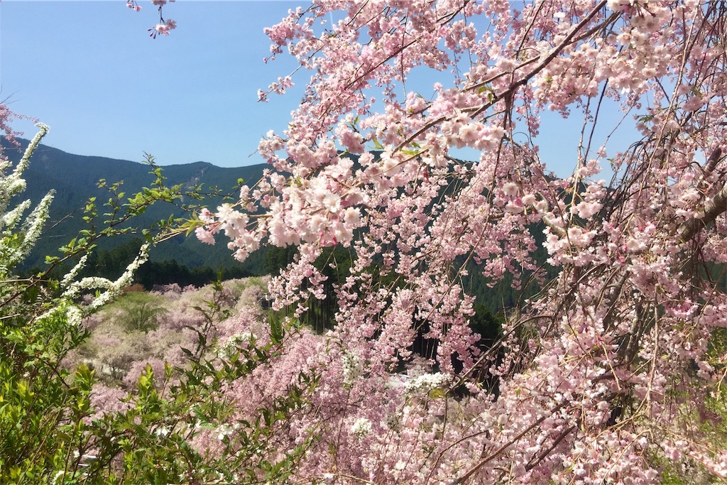 f:id:tori-planet:20180418194609j:plain f:id:tori-planet:20180418194609j:plain
