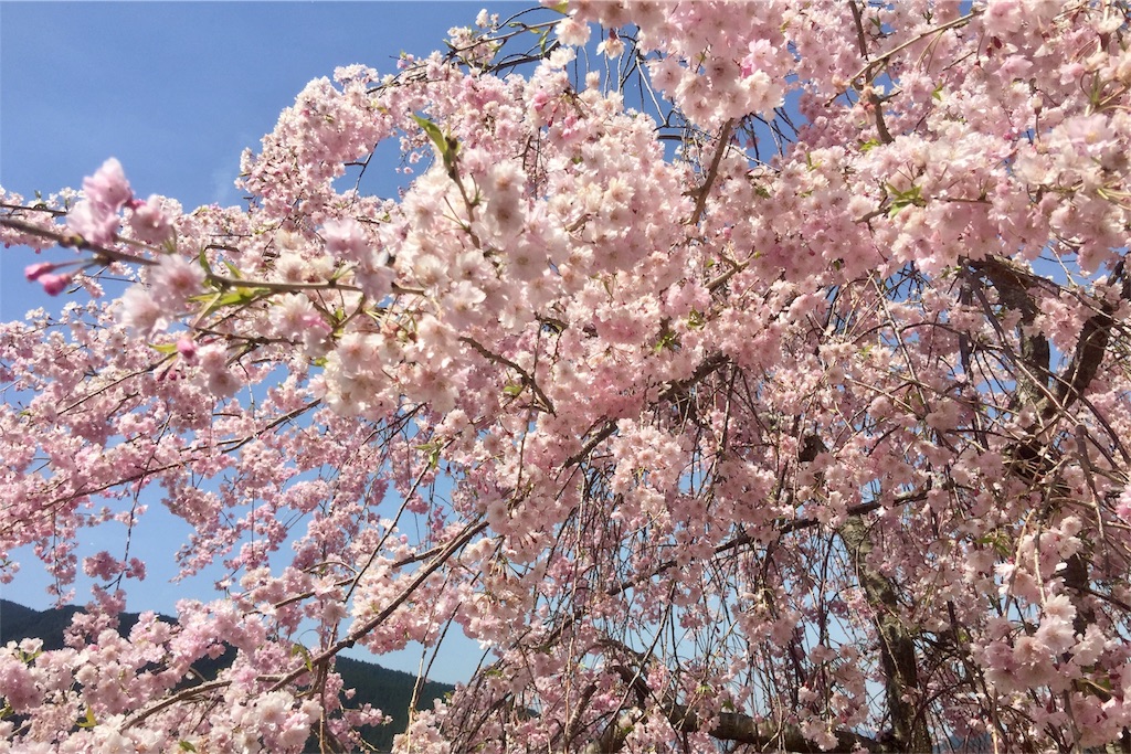 f:id:tori-planet:20180418194630j:plain f:id:tori-planet:20180418194630j:plain