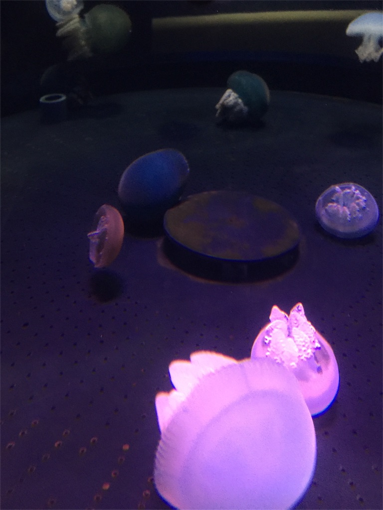 f:id:tori-planet:20180818234406j:plain f:id:tori-planet:20180818234406j:plain
