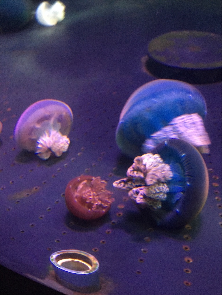 f:id:tori-planet:20180818234412j:plain f:id:tori-planet:20180818234412j:plain