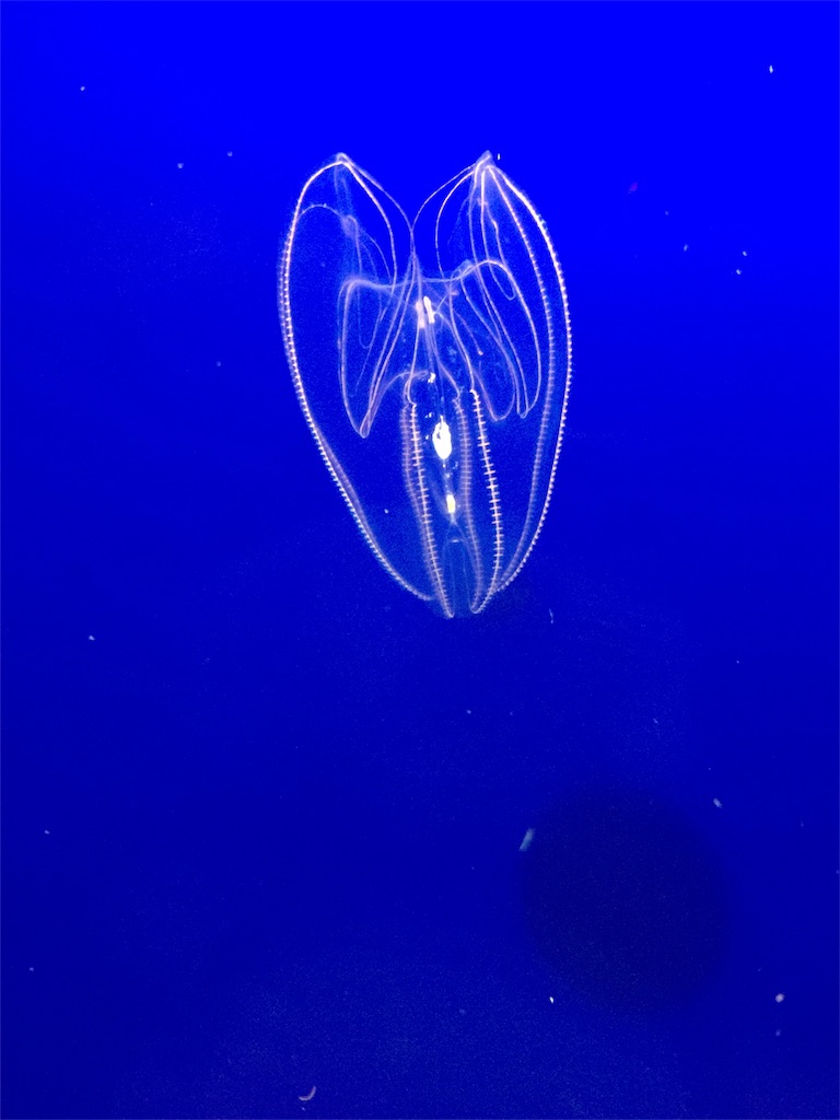 f:id:tori-planet:20180818234419j:plain f:id:tori-planet:20180818234419j:plain