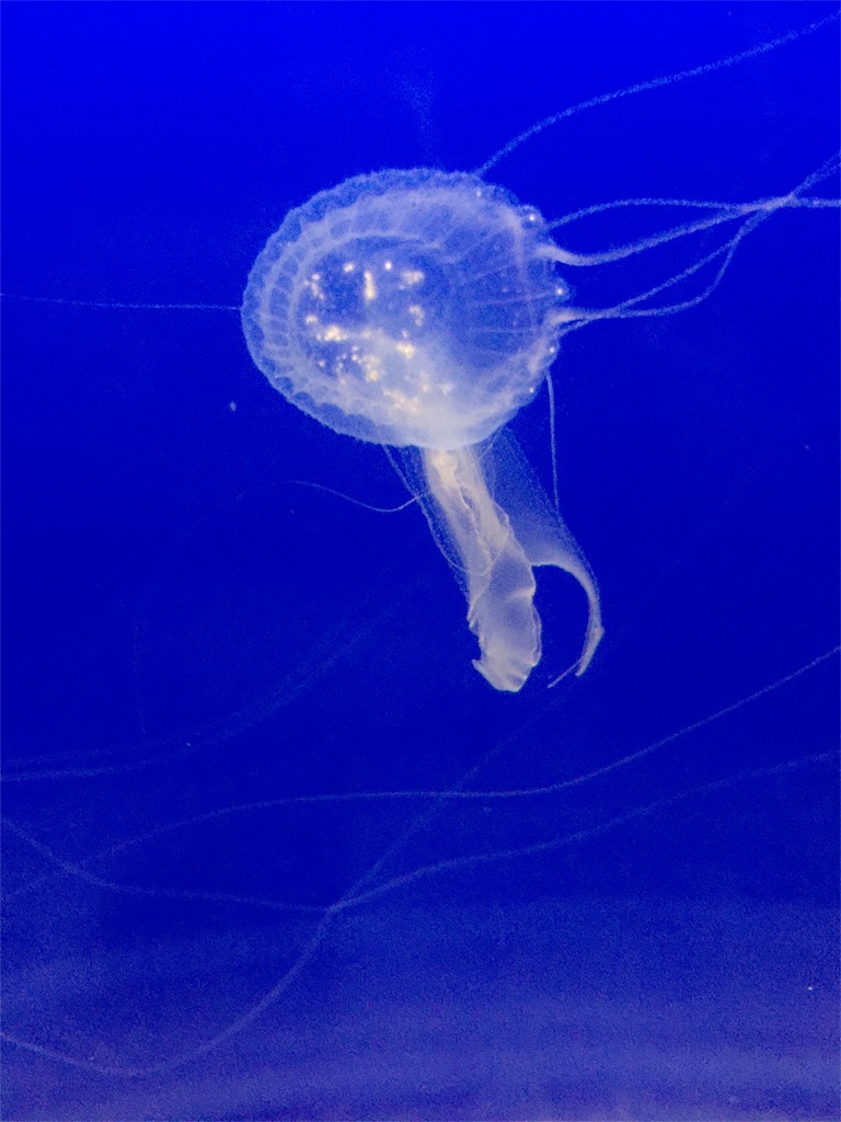 f:id:tori-planet:20180818234425j:plain f:id:tori-planet:20180818234425j:plain