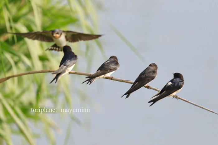 ツバメ 葦にとまるツバメたち - 野鳥ぷらねっと