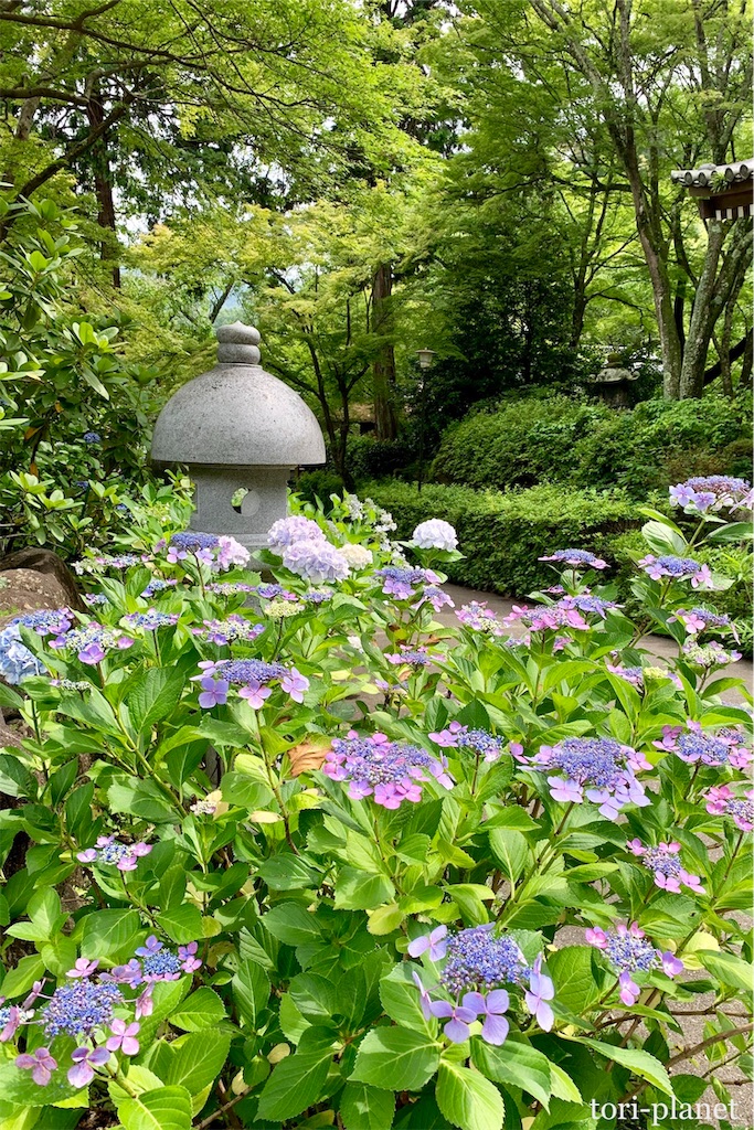 f:id:tori-planet:20190702235446j:image f:id:tori-planet:20190702235446j:image