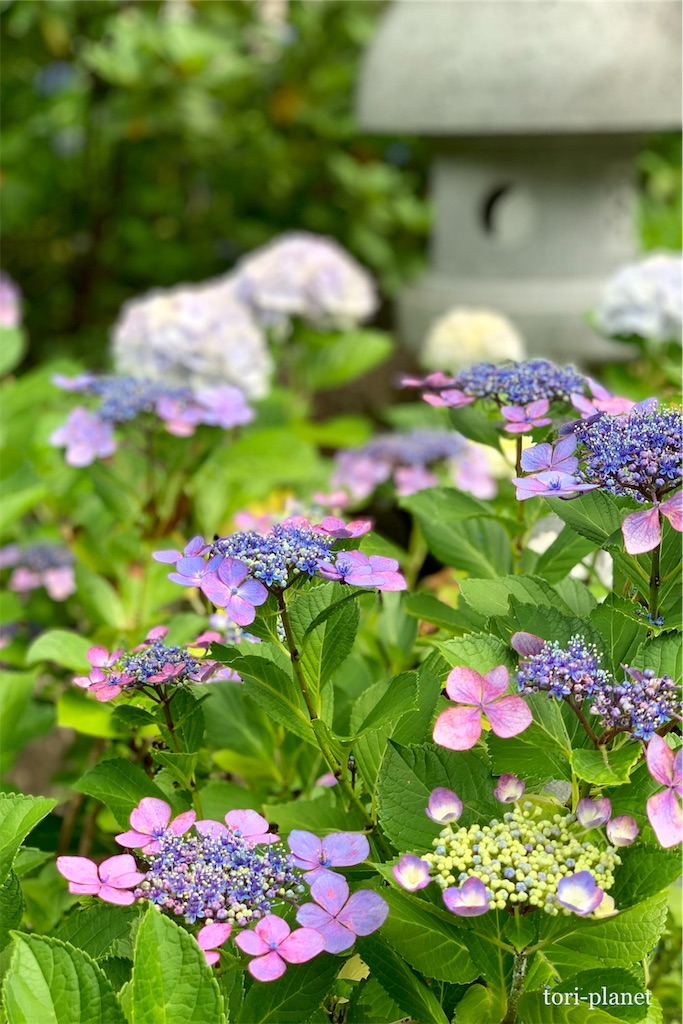 f:id:tori-planet:20190702235450j:image f:id:tori-planet:20190702235450j:image