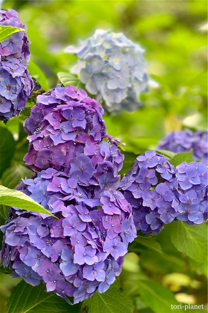 f:id:tori-planet:20190702235557j:plain f:id:tori-planet:20190702235557j:plain