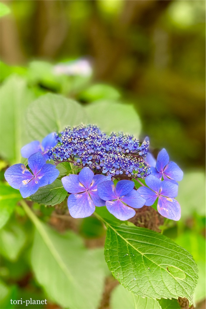 f:id:tori-planet:20190702235655j:image f:id:tori-planet:20190702235655j:image