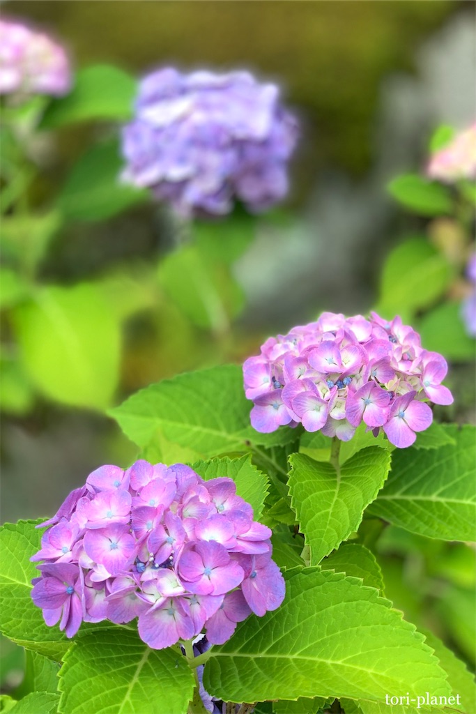 f:id:tori-planet:20190702235659j:image f:id:tori-planet:20190702235659j:image