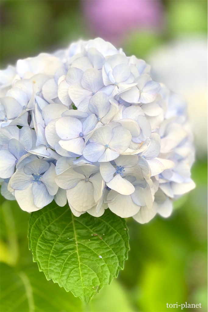 f:id:tori-planet:20190703000007j:image f:id:tori-planet:20190703000007j:image