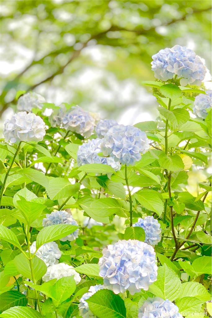 f:id:tori-planet:20190703000010j:image f:id:tori-planet:20190703000010j:image