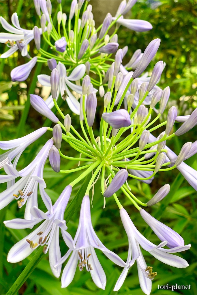 f:id:tori-planet:20190703000055j:image f:id:tori-planet:20190703000055j:image