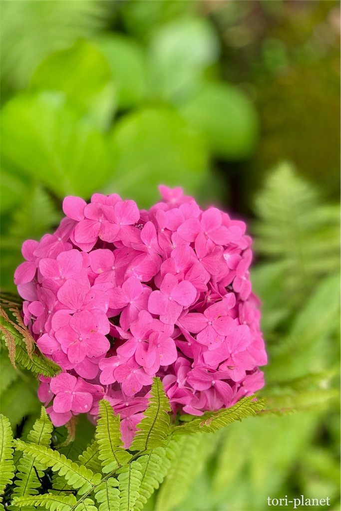 f:id:tori-planet:20190703010921j:plain f:id:tori-planet:20190703010921j:plain