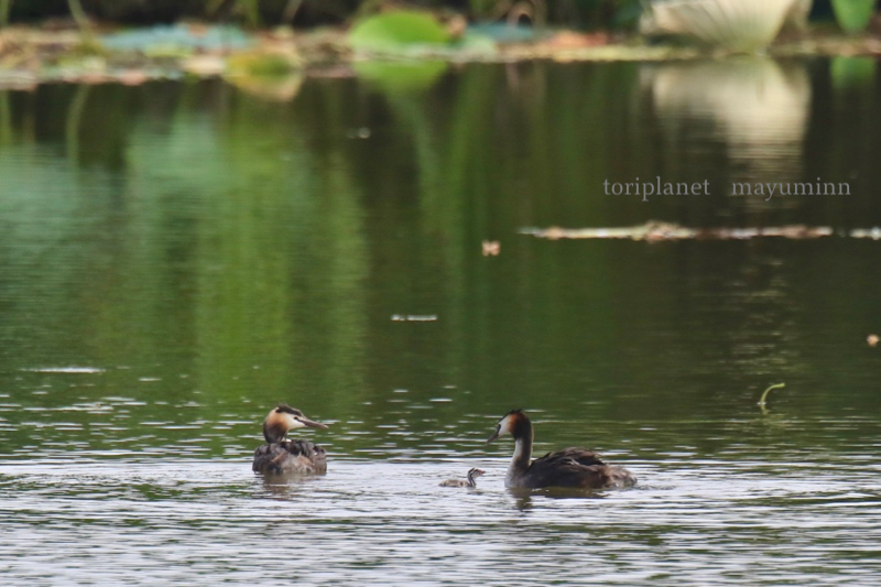 f:id:tori-planet:20190729223439j:plain f:id:tori-planet:20190729223439j:plain