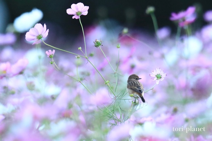 新正　ヒノトリ　コスモス 新正店｜ 中部地区｜四日市市｜ 三重県｜ 店舗一覧｜株式会社