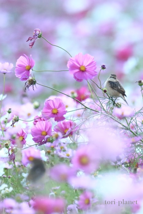 新正　ヒノトリ　コスモス 新正 ヒノトリ コスモス