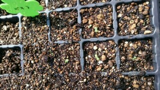 f:id:tori1212kun:20161026222403j:image