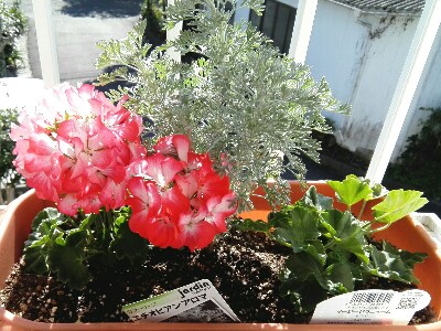 f:id:tori1212kun:20161102104530j:plain