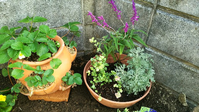 f:id:tori1212kun:20161106163327j:plain