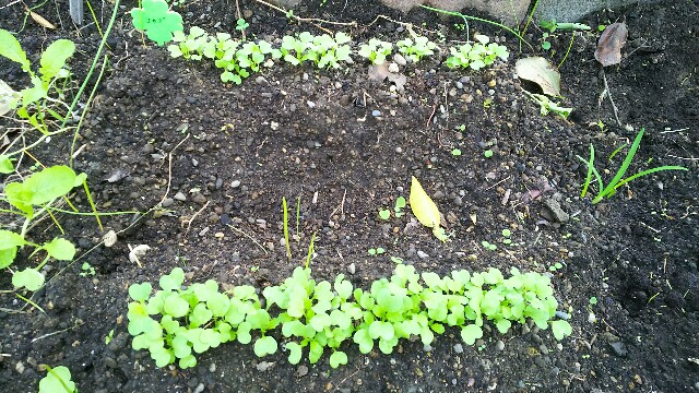 f:id:tori1212kun:20161108110959j:plain