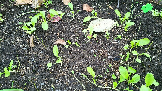 f:id:tori1212kun:20161108111255j:plain