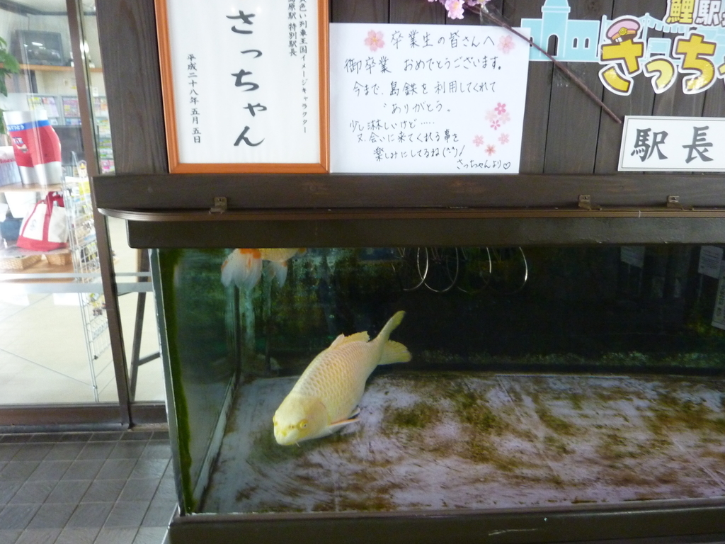 f:id:toriaezunyuuintyuudake:20190301232309j:plain